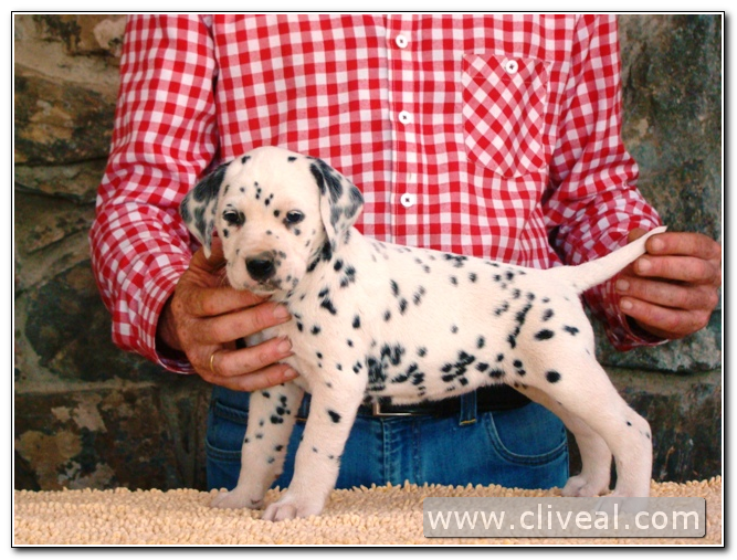 cachorra dálmata reluxi de cliveal 1