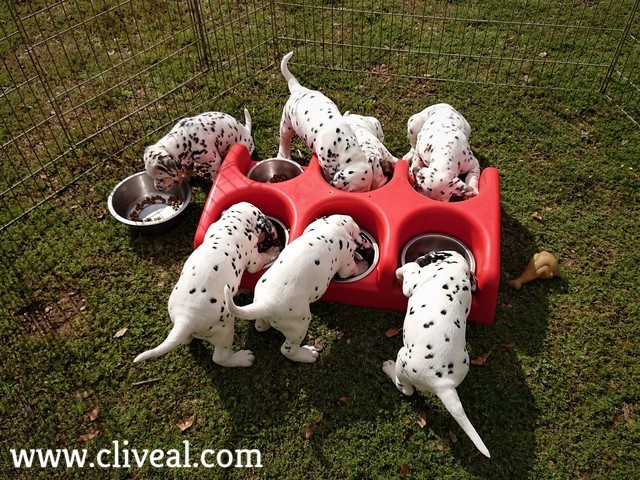 cachorros comiendo pienso