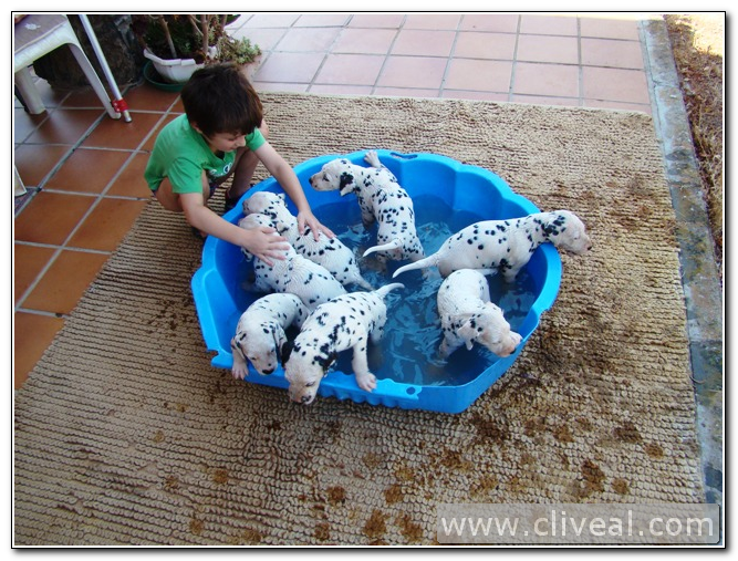 cachorros de dalmata bañados por un niño