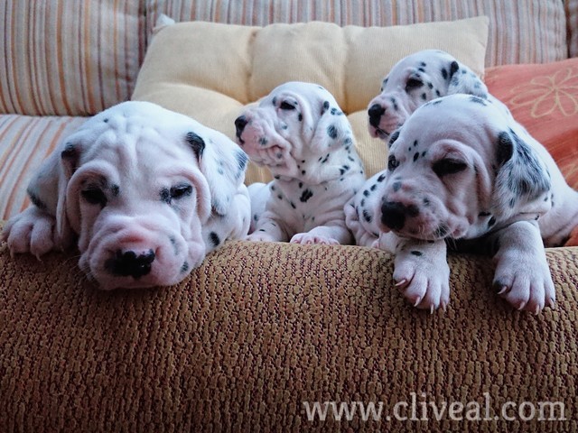 camada dalmata del 2018