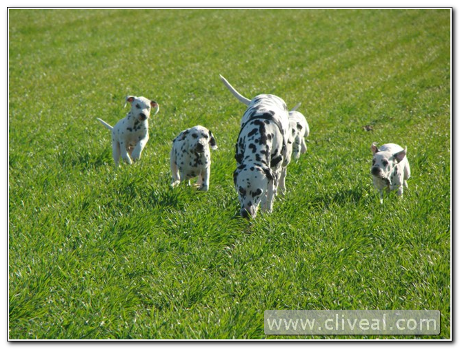 camada de dálmatas de 2 meses