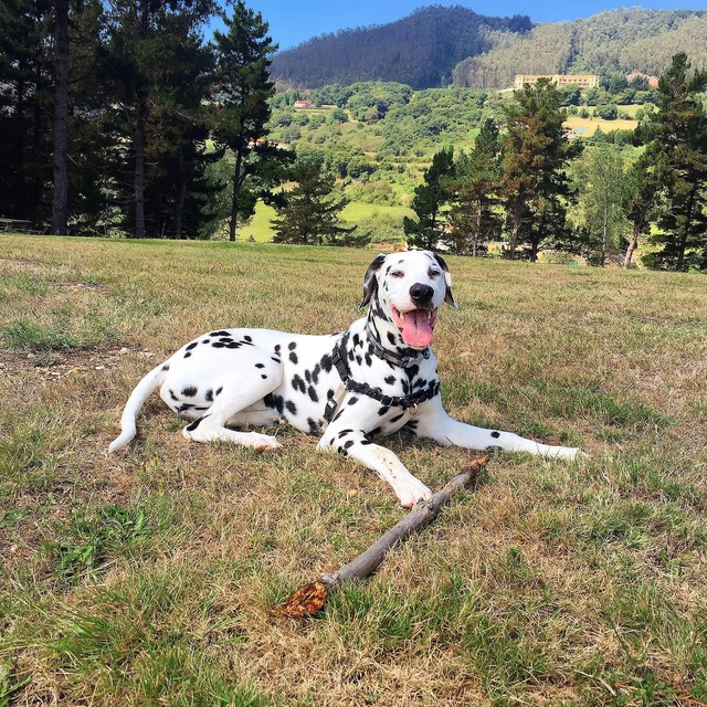 dalmata de cliveal asturias