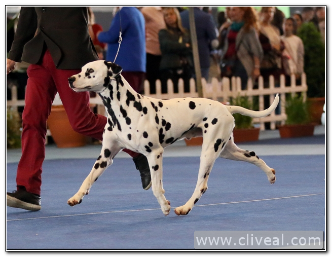 nuestros dalmatas en badajoz Tiber en movimiento