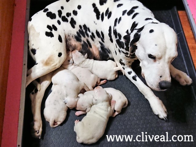 dalmatas cachorros con su madre