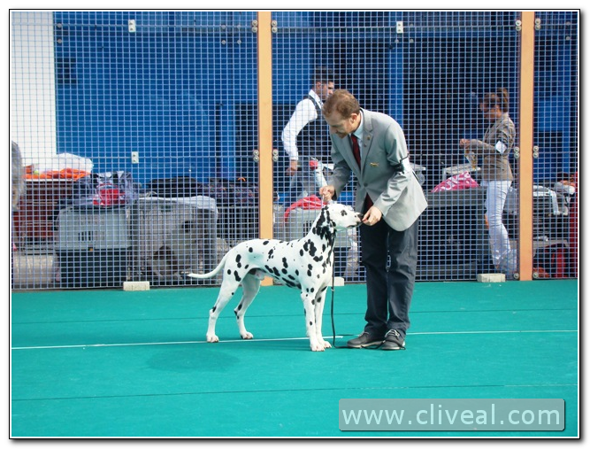 dálmatas en Gibraltar