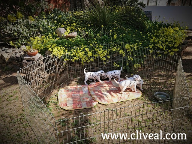 4 dalmatas cachorros