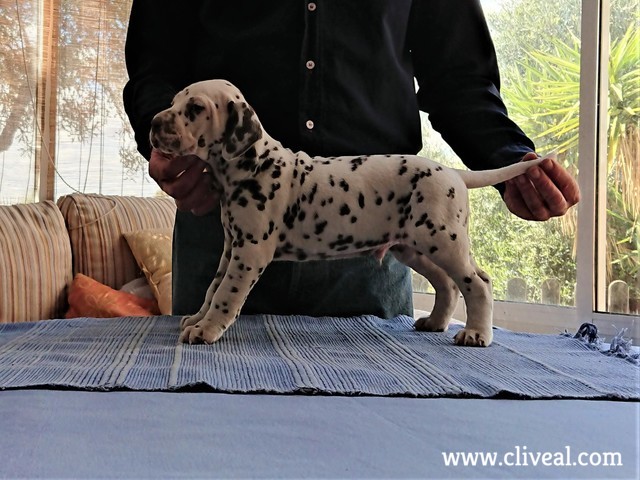 bessalis brunneus de cliveal