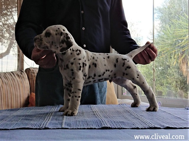 bipedalis brunneus de cliveal