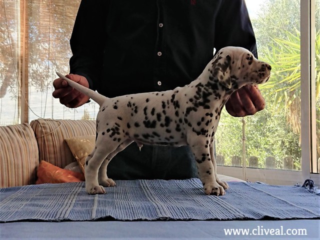 cachorro bessalis brunneus de cliveal