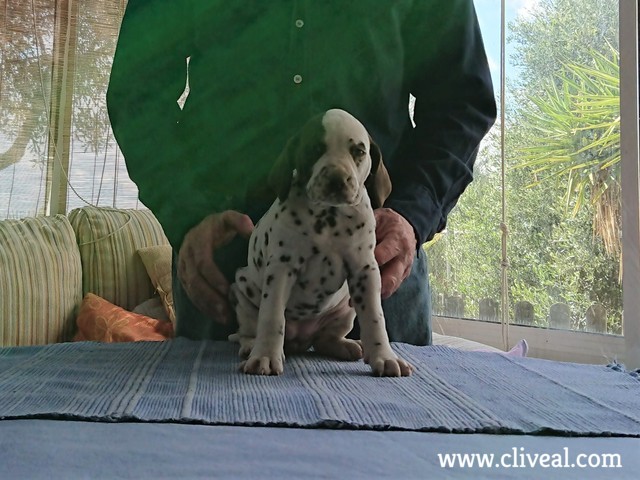 juturna brunnea de cliveal cachorro