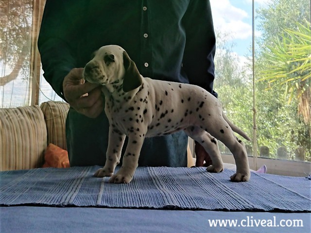 juturna brunnea de cliveal