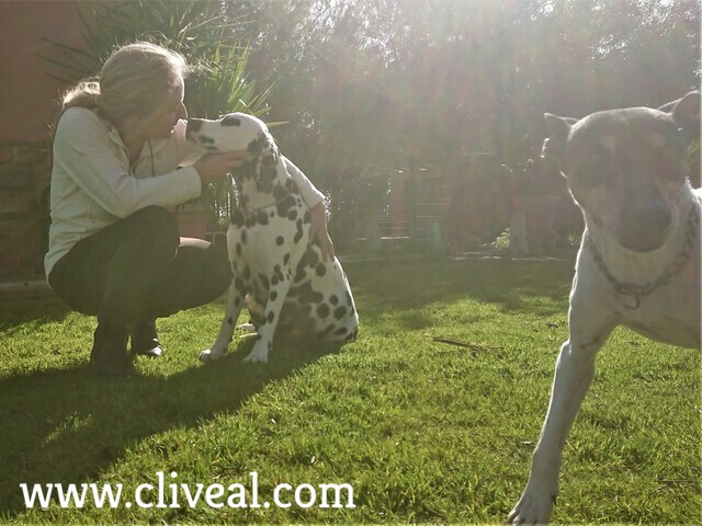 Palmyra muy preñada