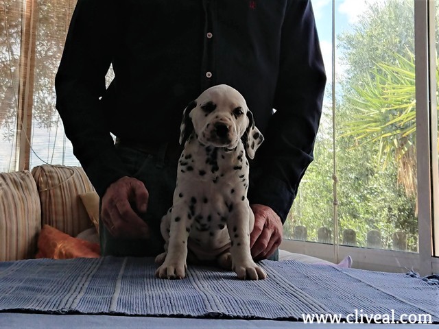 vesta de cliveal cachorro dalmata