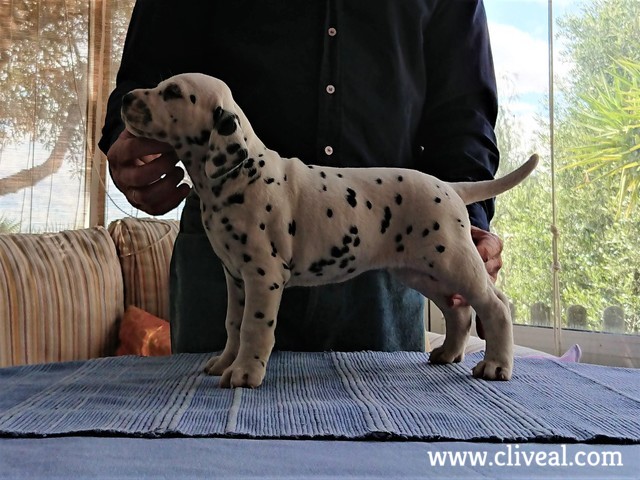 vesta de cliveal cachorro