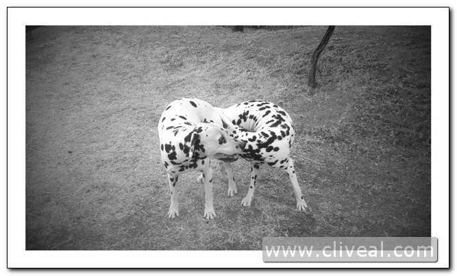 apareamiento de pareja de dálmatas