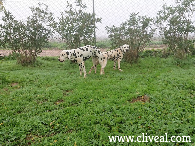 apareamiento pareja dalmatas