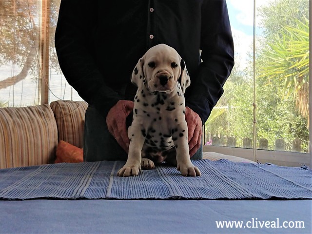 apolodoro de cliveal cachorro-sentado