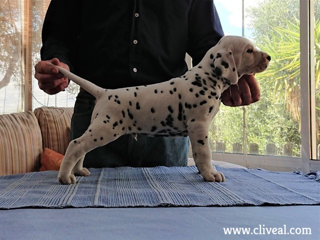 apolodoro de cliveal cachorro