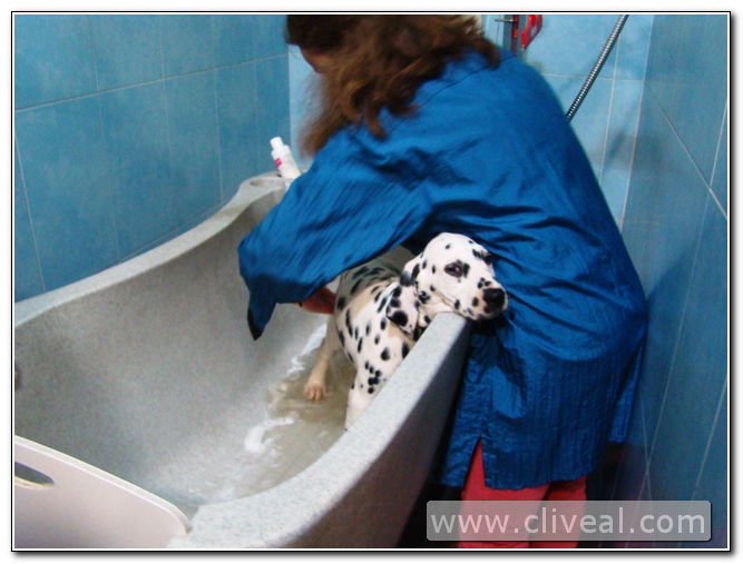 baño del cachorro dálmata