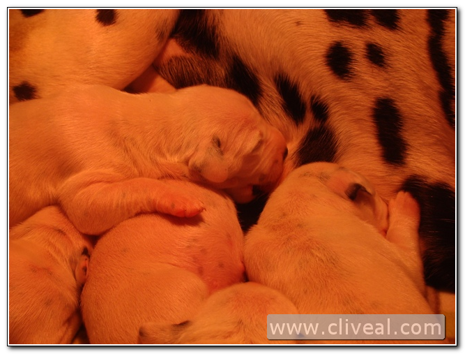 bebés de dálmata mamando