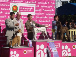 mejor cachorro de la exposición de una dalmata del criadero Cliveal