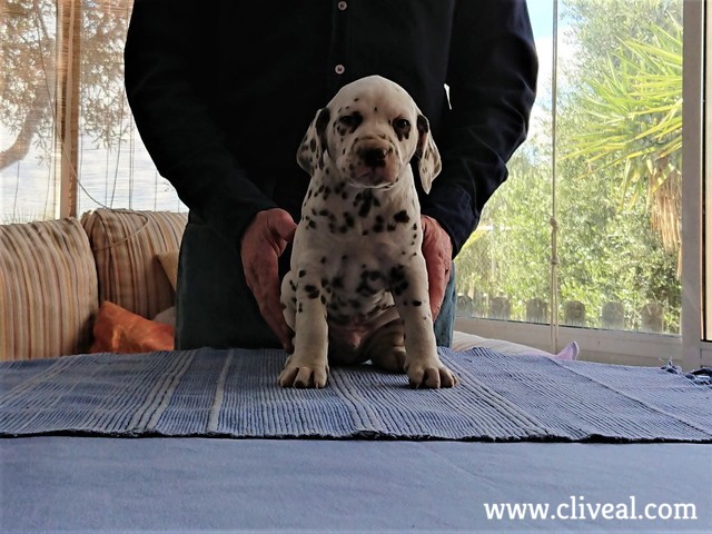 bipedalis brunneus de cliveal cachorro