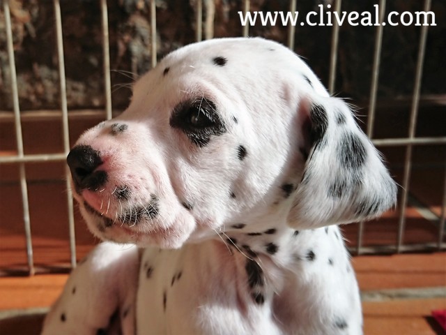 cabeza cachorro dalmata cliveal