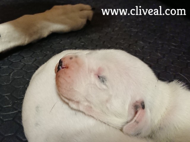 cabeza cachorro dalmata de una semana