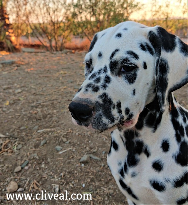 cabeza cachorro dalmata