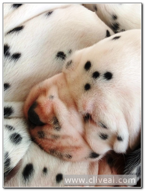 cabeza cachorro dálmata