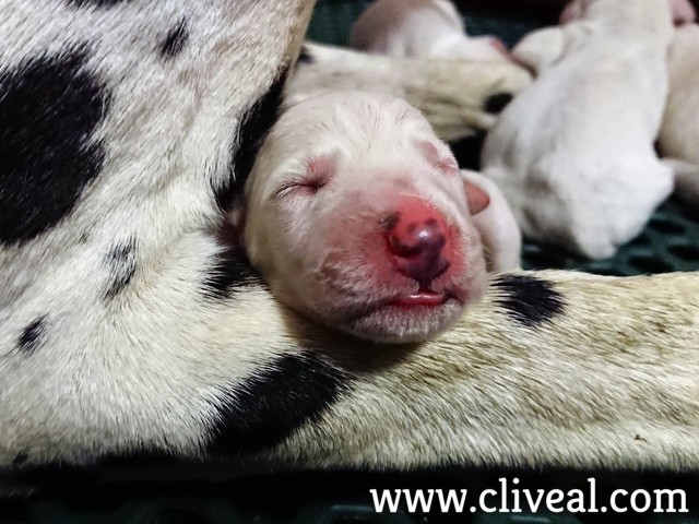 cabeza cachorro recien nacido