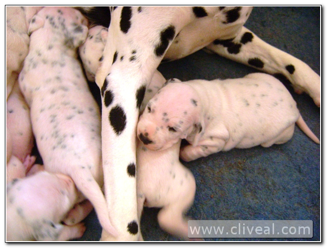 cachorrito de dálmata