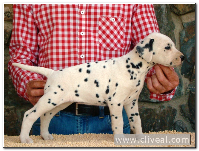 cachorra dálmata alealudere de cliveal