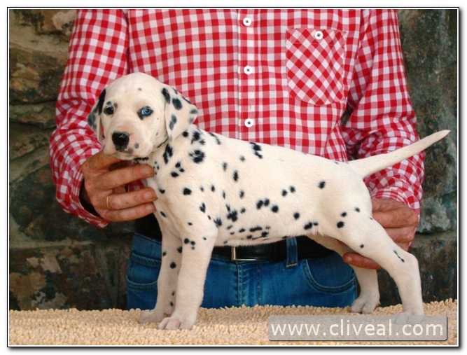 cachorra dálmata alealudere de cliveal 1