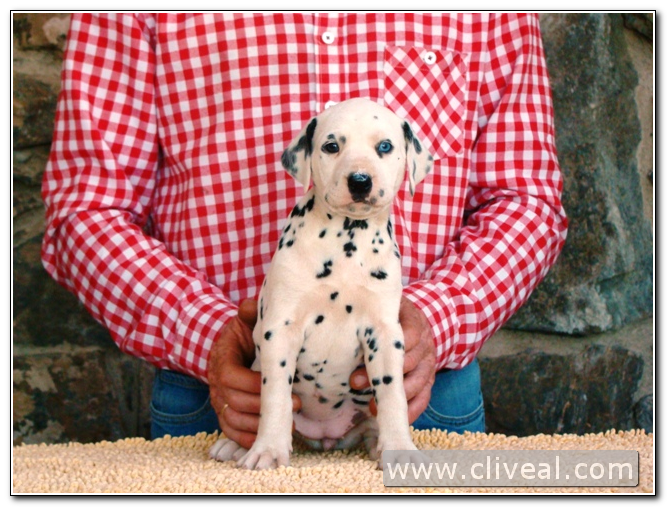 cachorra alealudere de cliveal 2