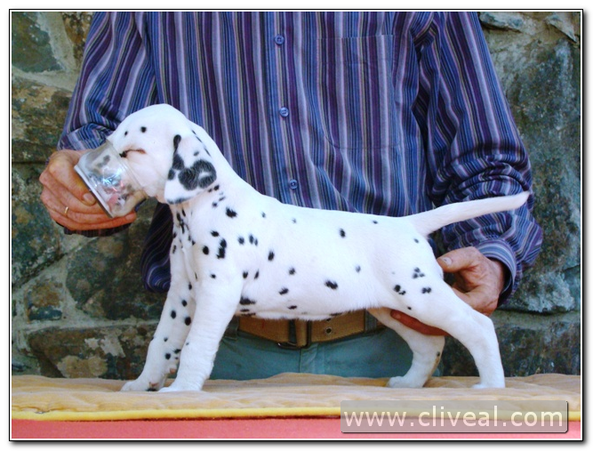 cachorra dálmata alexandria de cliveal