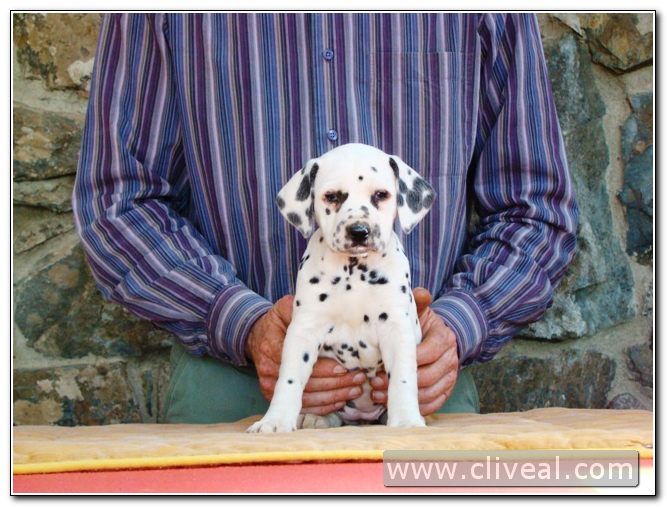 cachorra dálmata alexandria de cliveal