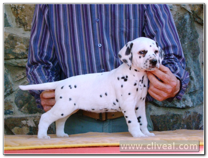 cachorra dálmata alexandria de cliveal