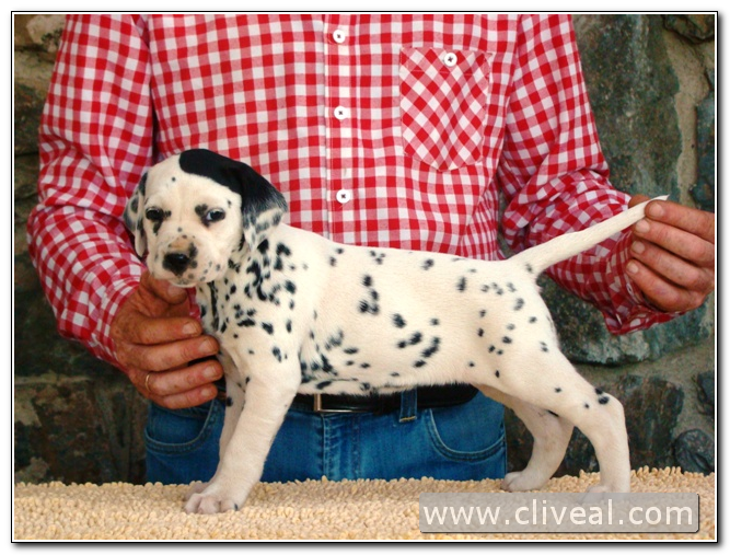 cachorra dálmata catilina de cliveal 1