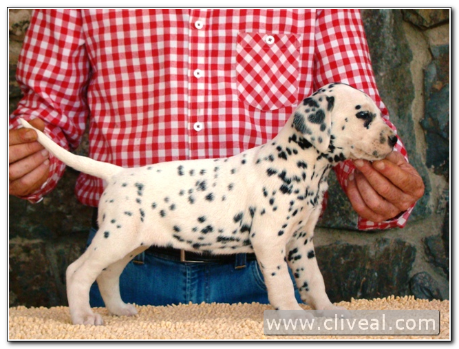 cachorra dálmata catilina de cliveal
