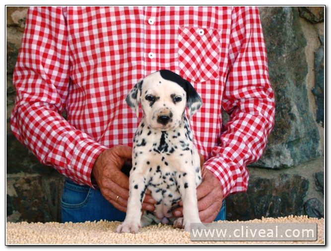 cachorra dálmata catilina de cliveal 2
