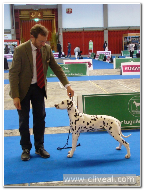cachorra dalmata en exposicion canina de oporto 2017