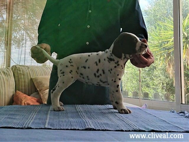 cachorra dalmata juturna de cliveal