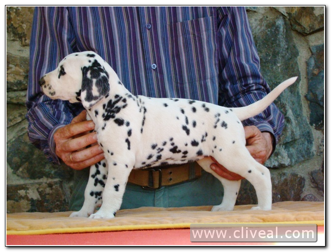 cachorra dálmata odyssea de cliveal