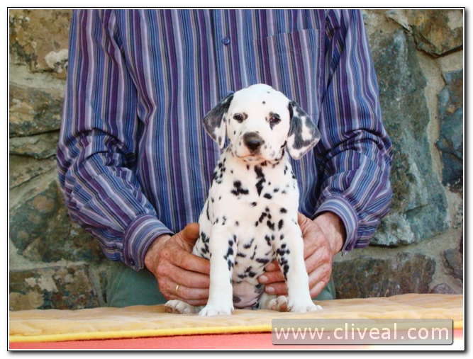 cachorra dálmata odyssea de cliveal