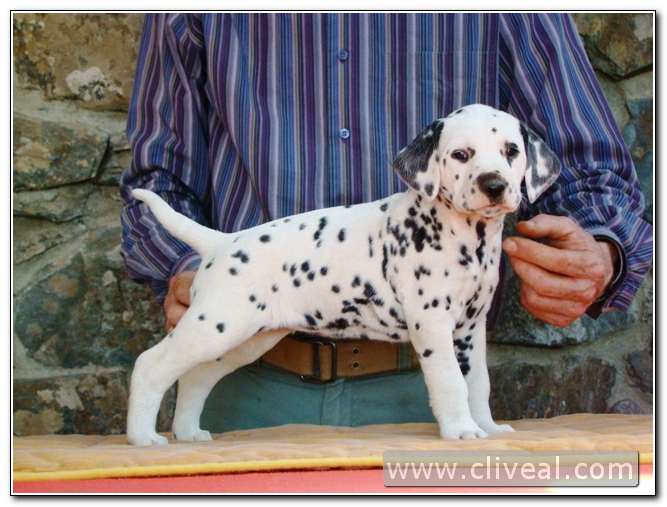cachorra dálmata odyssea de cliveal