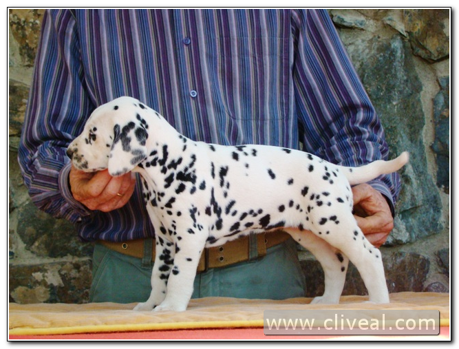 cachorra dálmata priora facta de cliveal