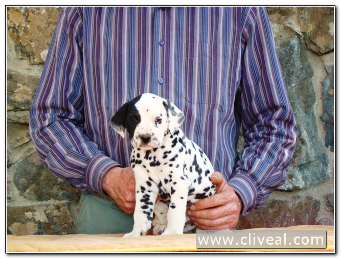 cachorra dálmata priora facta de cliveal