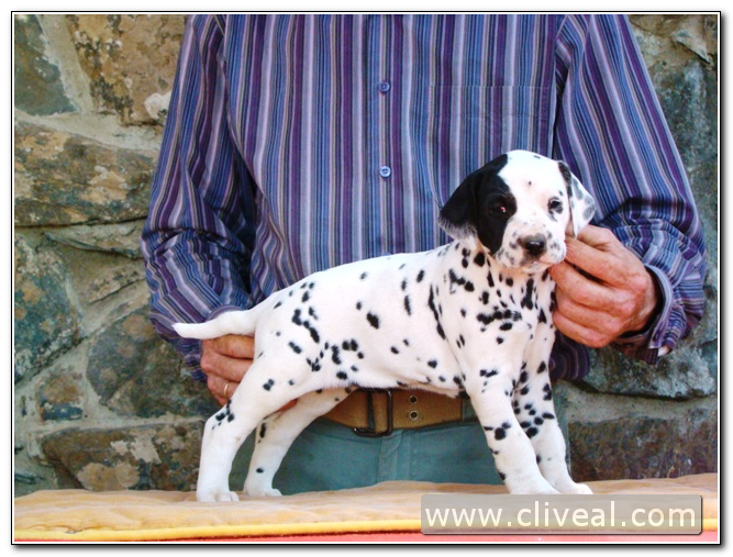 cachorra dálmata priora facta de cliveal