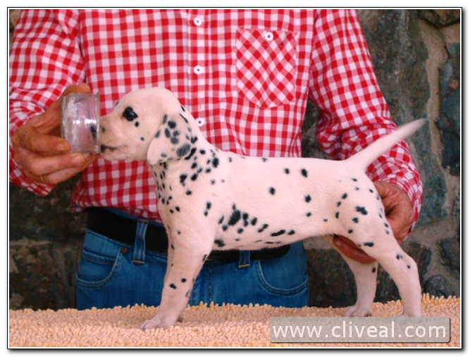 cacorra dalmata quaetura de cliveal 1